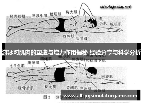 游泳对肌肉的塑造与增力作用揭秘 经验分享与科学分析
